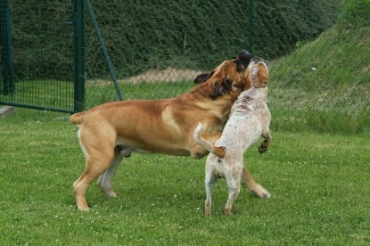 sbb Mastiff Don Theo und OEB Abby toben auf der Wiese