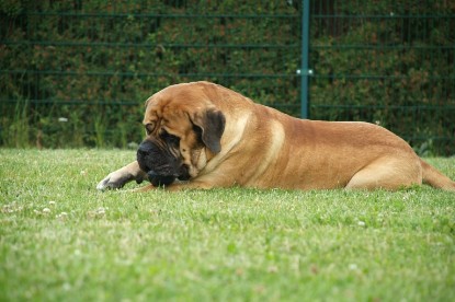 sbb Mastiff Don Theo und OEB Abby toben auf der Wiese