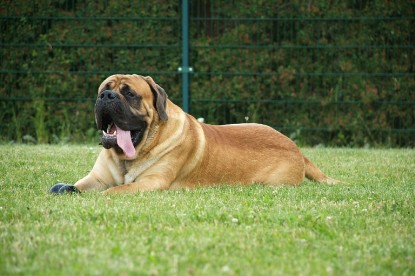 sbb Mastiff Don Theo und OEB Abby toben auf der Wiese