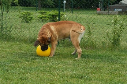 sbb Mastiff Don Theo und OEB Abby toben auf der Wiese mit dem gelben Ball