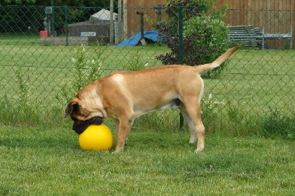 sbb Mastiff Don Theo und OEB Abby toben auf der Wiese mit dem gelben Ball