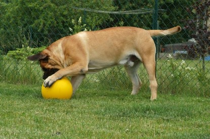 sbb Mastiff Don Theo und OEB Abby toben auf der Wiese mit dem gelben Ball