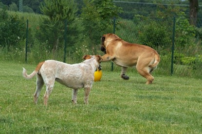 sbb Mastiff Don Theo und OEB Abby toben auf der Wiese mit dem gelben Ball