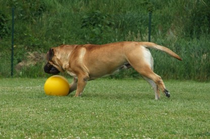 sbb Mastiff Don Theo und OEB Abby toben auf der Wiese mit dem gelben Ball