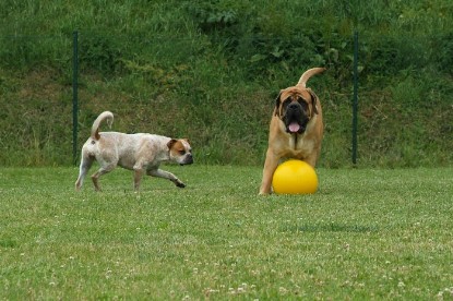 sbb Mastiff Don Theo und OEB Abby toben auf der Wiese mit dem gelben Ball