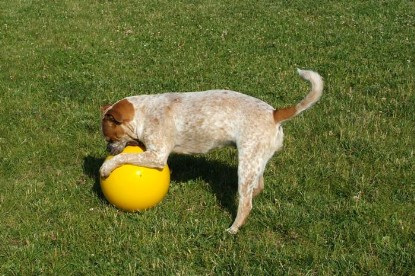 sbb Mastiff Don Theo und OEB Abby toben auf der Wiese mit dem gelben Ball