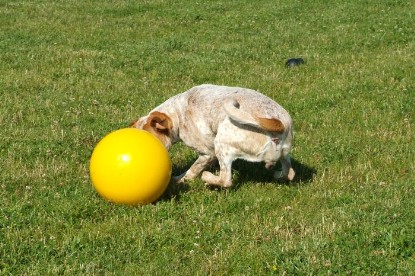 sbb Mastiff Don Theo und OEB Abby toben auf der Wiese mit dem gelben Ball