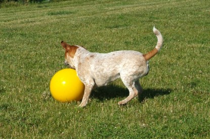 sbb Mastiff Don Theo und OEB Abby toben auf der Wiese mit dem gelben Ball