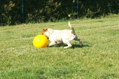 sbb Mastiff Don Theo und OEB Abby toben auf der Wiese mit dem gelben Ball