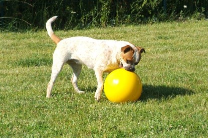 sbb Mastiff Don Theo und OEB Abby toben auf der Wiese mit dem gelben Ball