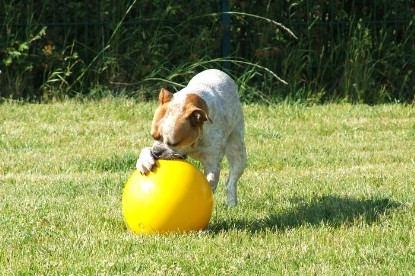 sbb Mastiff Don Theo und OEB Abby toben auf der Wiese mit dem gelben Ball