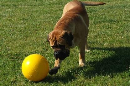 sbb Mastiff Don Theo und OEB Abby toben auf der Wiese mit dem gelben Ball