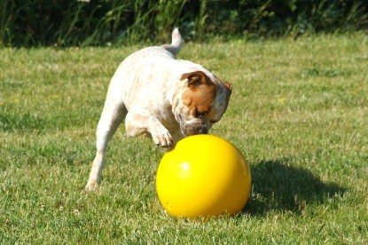 sbb Mastiff Don Theo und OEB Abby toben auf der Wiese mit dem gelben Ball