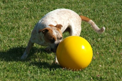 sbb Mastiff Don Theo und OEB Abby toben auf der Wiese mit dem gelben Ball