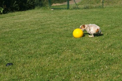 sbb Mastiff Don Theo und OEB Abby toben auf der Wiese mit dem gelben Ball