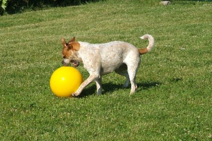 sbb Mastiff Don Theo und OEB Abby toben auf der Wiese mit dem gelben Ball