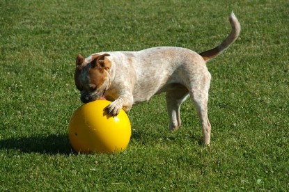 sbb Mastiff Don Theo und OEB Abby toben auf der Wiese mit dem gelben Ball