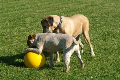 sbb Mastiff Don Theo und OEB Abby toben auf der Wiese mit dem gelben Ball