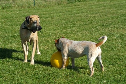 sbb Mastiff Don Theo und OEB Abby toben auf der Wiese mit dem gelben Ball