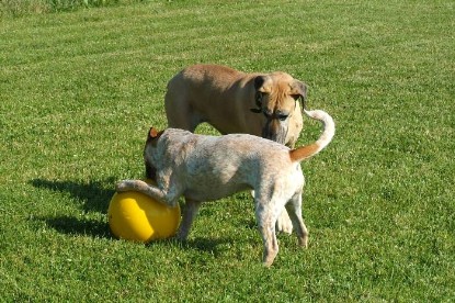 sbb Mastiff Don Theo und OEB Abby toben auf der Wiese mit dem gelben Ball