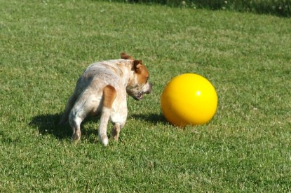 sbb Mastiff Don Theo und OEB Abby toben auf der Wiese mit dem gelben Ball