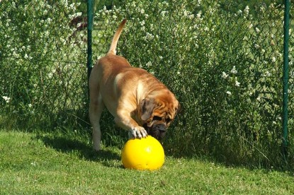 sbb Mastiff Don Theo und OEB Abby toben auf der Wiese mit dem gelben Ball