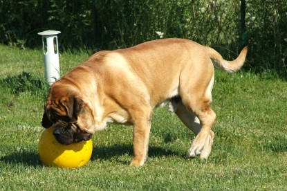 sbb Mastiff Don Theo und OEB Abby toben auf der Wiese mit dem gelben Ball