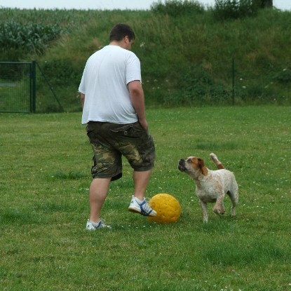 sbb Mastiff Don Theo und OEB Abby toben auf der Wiese mit dem gelben Ball