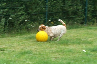 sbb Mastiff Don Theo und OEB Abby toben auf der Wiese mit dem gelben Ball