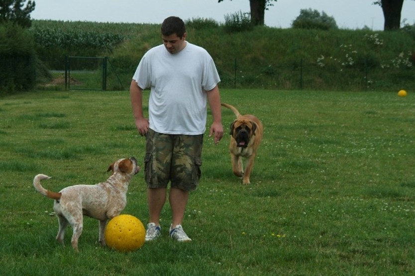 sbb Mastiff Don Theo und OEB Abby toben auf der Wiese mit dem gelben Ball