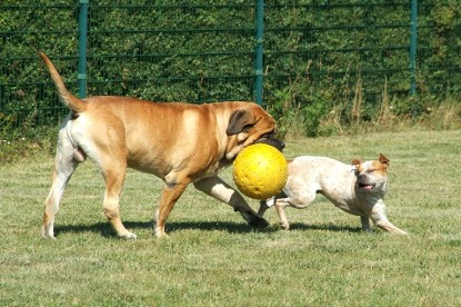 sbb Mastiff Don Theo und OEB Abby toben auf der Wiese mit dem gelben Ball