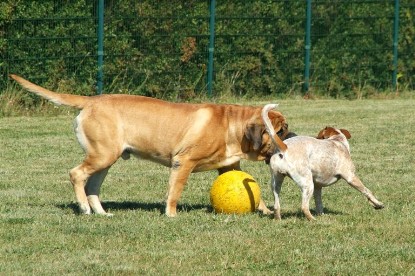 sbb Mastiff Don Theo und OEB Abby toben auf der Wiese mit dem gelben Ball