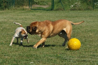 sbb Mastiff Don Theo und OEB Abby toben auf der Wiese mit dem gelben Ball