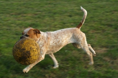 sbb Mastiff Don Theo und OEB Abby toben auf der Wiese mit dem gelben Ball