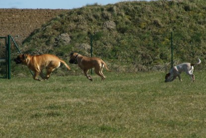 sbb Theo, Abby und Luna auf der Wiese