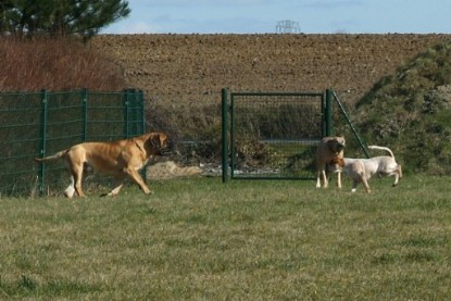 sbb Theo, Abby und Luna auf der Wiese