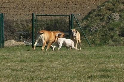 sbb Theo, Abby und Luna auf der Wiese