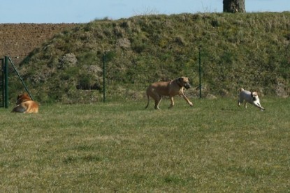 sbb Theo, Abby und Luna auf der Wiese