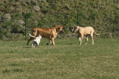 sbb Theo, Abby und Luna auf der Wiese