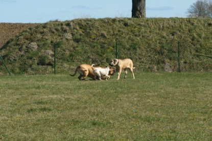 sbb Theo, Abby und Luna auf der Wiese