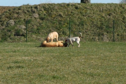 sbb Theo, Abby und Luna auf der Wiese