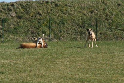 sbb Theo, Abby und Luna auf der Wiese