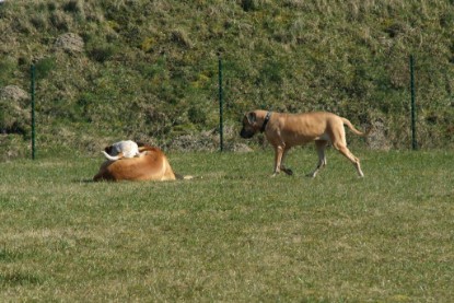 sbb Theo, Abby und Luna auf der Wiese