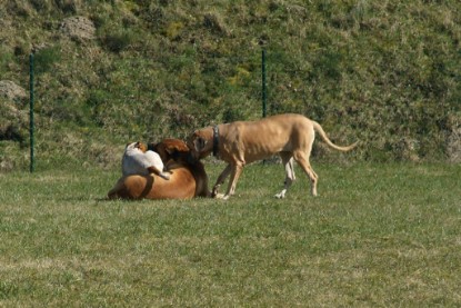 sbb Theo, Abby und Luna auf der Wiese