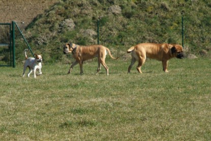 sbb Theo, Abby und Luna auf der Wiese