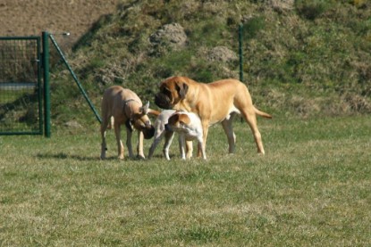 sbb Theo, Abby und Luna auf der Wiese