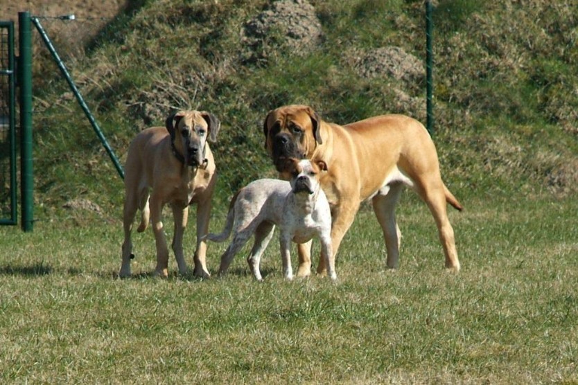 sbb Theo, Abby und Luna auf der Wiese