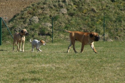 sbb Theo, Abby und Luna auf der Wiese