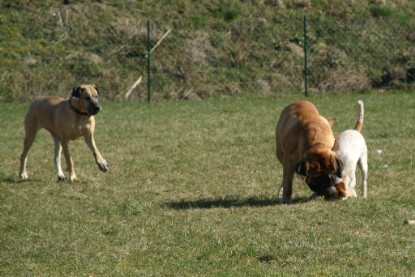 sbb Theo, Abby und Luna auf der Wiese