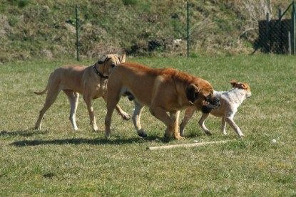 sbb Theo, Abby und Luna auf der Wiese